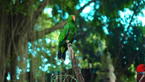 Parrot green Eclectus roratus with green feathers in the usual habitat with green grass and sprawl sits on a wooden branch