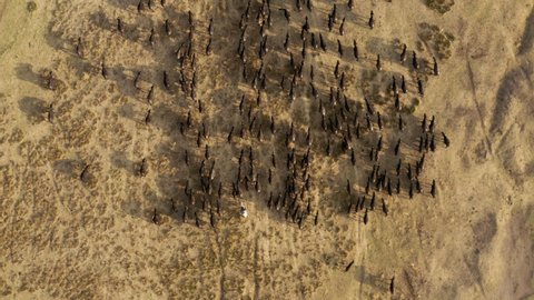Farmer Riding A Horse Herding Huge Flock Of Cattle During Sunset In Kayseri, Cappadocia Turkey. Aerial Drone
