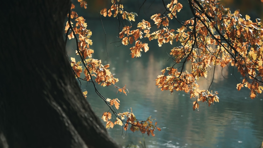 A close-up of the golden-yellow leaves backlit by the sun. Massive trunk of the oak tree in the foreground. Slow-motion, pan left. Royalty-Free Stock Footage #1086056852
