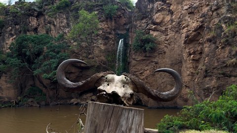 Water Buffalo Skull With Horns Atop On Wooden Log With Small Waterfall In The Background. -