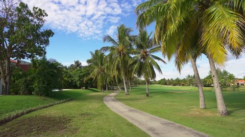 Coconut palms in the golf park on green short cut grass on a sunny morning. Sports recreation in a beautiful tropical golf club in the open air. Bright blue sky over a summer golf club.