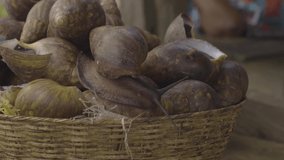 Giant Snails Nigeria 01. High quality video