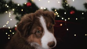 Charming little purebred Australian Shepherd puppy red tricolor in New Year decorations. Dog sitting on red blanket on bed and Christmas tree branch with garland behind. 4k footage slow motion.