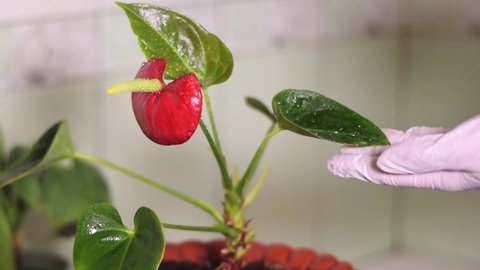 Spraying anthurium houseplant. Watering the flower and cleaning its leaves. Caring for the plant at home