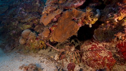 Seascape with Spiny Lobster in the coral reef of Caribbean Sea, Curacao
