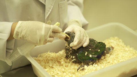 A veterinarian feeding liquid foods to a young Eclectus Parrot using a syringe in the laboratory.