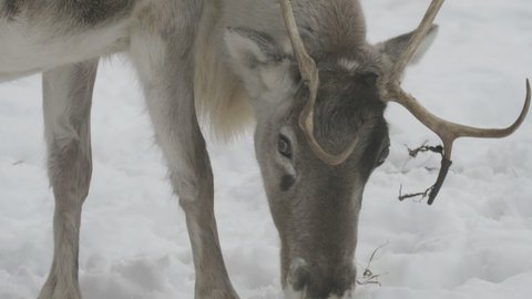 Detail of reindeer (Rangifer tarandus) head searching food under the snow