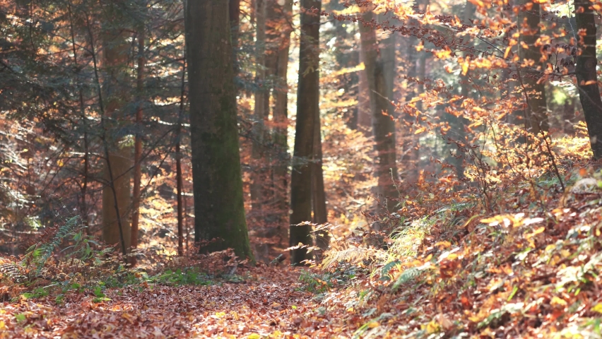 Beautiful sunlight between old trees. Autumn landscape.