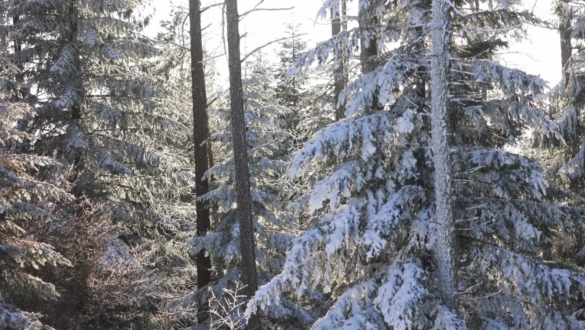 Beautiful winter landscape. Sunny day in the woods.