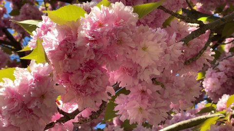 Soft pink sakura blossom in garden. Cherry flowers on twigs, closeup. Japanese cherry blossoms 