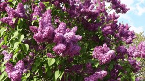 Violet color lilac flower bunches on huge lilac bush in bloom. Luxuriant purple pink flowers on syringa bush with fresh green leaves sway by wind in springtime garden. Spring windy weather