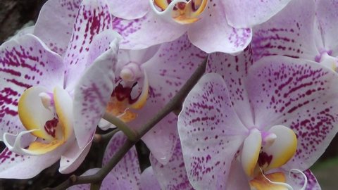 Beautiful close-up double color 
orchids. Phalaenopsis, Moth Orchid on garden background. Positive Flowers Vibe.