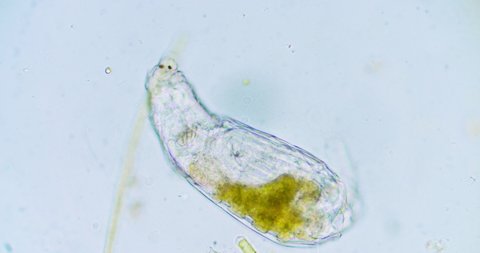 Rotifer microorganism Paramecium in a drop of water microcosmic background. 3 different magnification levels 80x , 200x , 800x