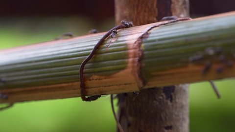 macro video of black ants at work outdoor and walking past each other on a piece of bamboo with black green background