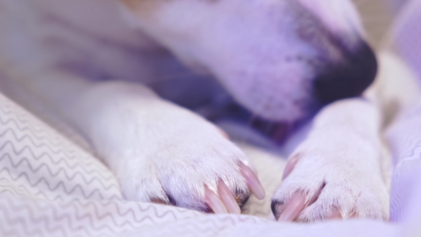 Selective focus on paws of white dog washing himself, yawning, resting in bed in neon light, close-up. Cozy evening at home with pets. Slow motion. High quality 4k footage | Shutterstock HD Video #1086082958