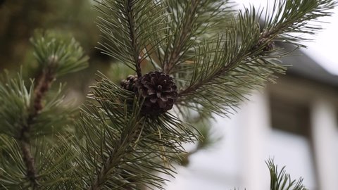 Beautiful smooth cone on an evergreen pine branch, close-up. The fruit of gymnosperms of coniferous plants.