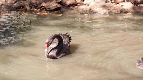 Cygnus atratus or Black swan swim water in pond.