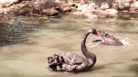 Cygnus atratus or Black swan swim water in pond.