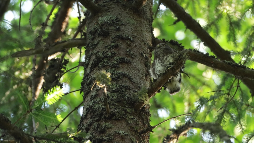 Pygmy owl chick perched and flying away in a darkening summery forest of Europe.	