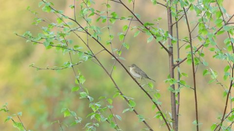Willow warbler singing and looking for food in the middle of fresh leaves in Estonia, Northern Europe.	