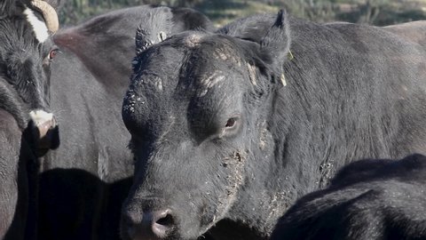 Black bull smelling and walking behind female cow