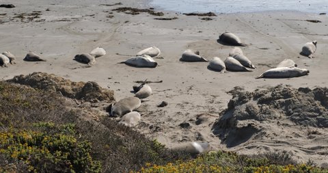 Shot of seals, sea lions and elephant seals resting on the beach next to the Pacific ocean in Bir sur California. They look peaceful and warm.