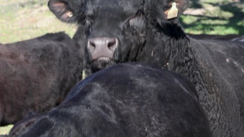 Black angus bull following mother cow and licking her back