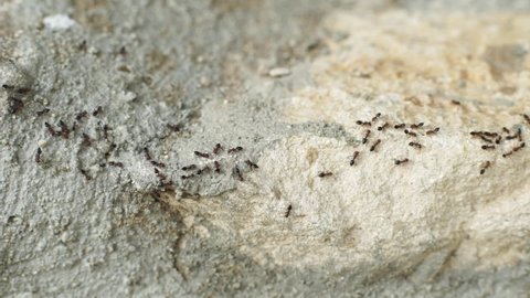 Colony of Acrobat ants explore concrete wall surface, Close up