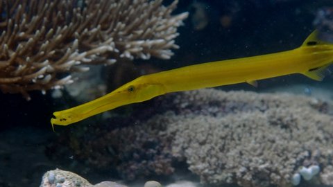 Close Up Of Yellow Chinese Trumpetfish Swimming On The Coral Reef Under The Sea. underwater