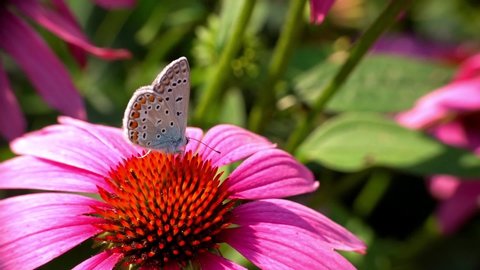 Close up of European common blue butterfly - Polyommatus icarus - feeds on nectar of a purple coneflower, echinacea purpurea