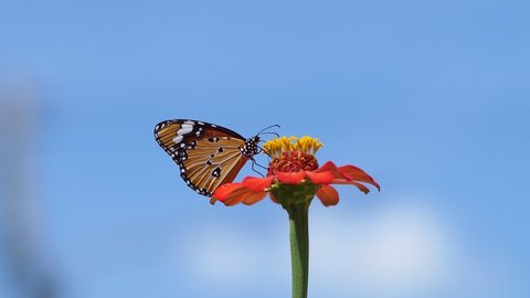 Plain Tiger butterfly (Danaus chrysippus) feeding on the nectar of the red zinnia swaying in the wind, with blurry background of blue sky.