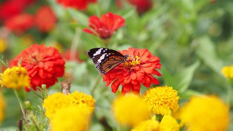 Common Tiger butterfly (Danaus chrysippus) feeding on nectar from red zinnia flower, with blurry background of red flower and foreground of yellow flower.