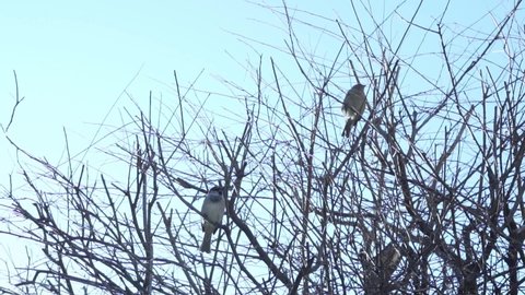Birds Sparrows Titmouse Sit on Tree Branches, Closeup. Birds Fly From Bare Tree Branches.