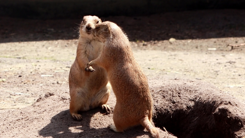 two prairie dogs kiss, love and hugging

