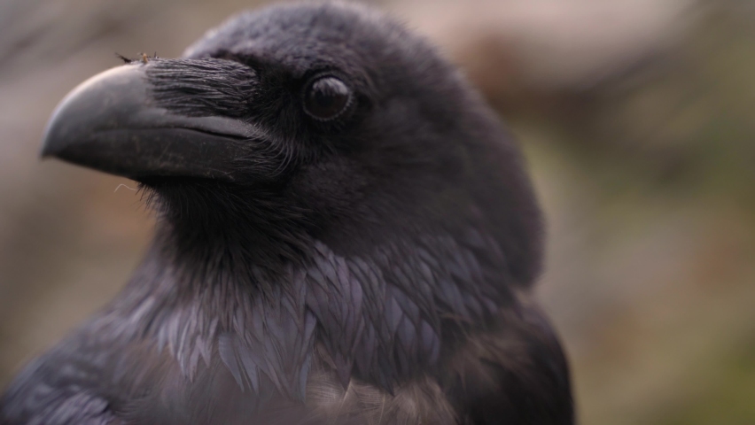 the head of a black raven where the eyes and the key are in focus