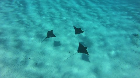 Eagle Rays underwater diving video from French Polynesia coral reef lagoon, Pacific Ocean. Marine life, fish, eagle ray from snorkeling and diving travel vacation cruise ship adventure in Tahiti