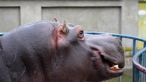 A hippopotamus recorded from profile how he eats