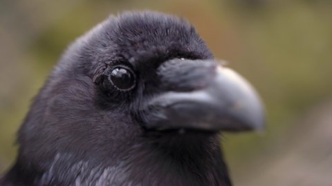 the raven's eyes close as he moved his head from left to right