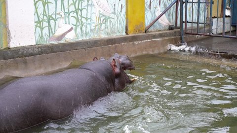a hippopotamus enters the water to bathe in the zoo's pool
