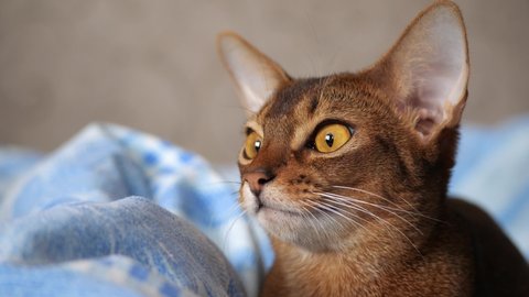 Abyssinian cat close up. Portrait of abyssinian cat, shallow depth of field