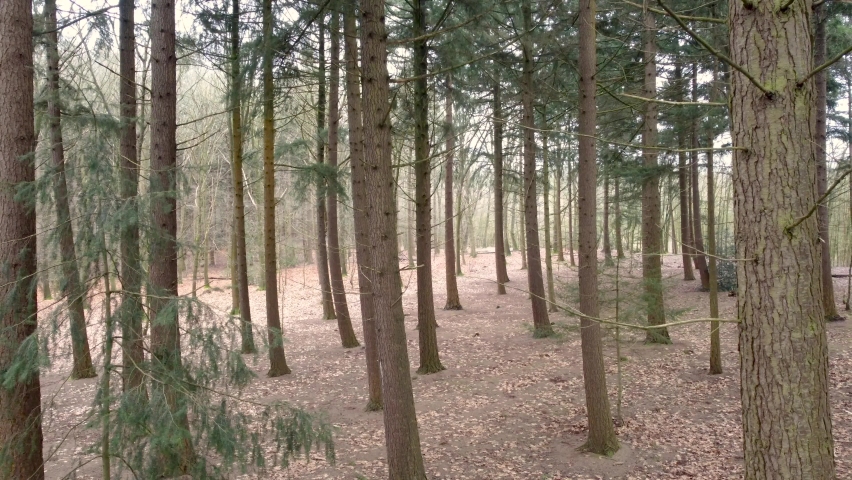 Forest in the Netherlands. Drone shot. Walk in a forest on a cloudy day | Shutterstock HD Video #1086103058
