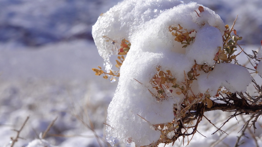 A cap of snow on desert plants on a snow-covered mountain pass. Death Valley National Park, California