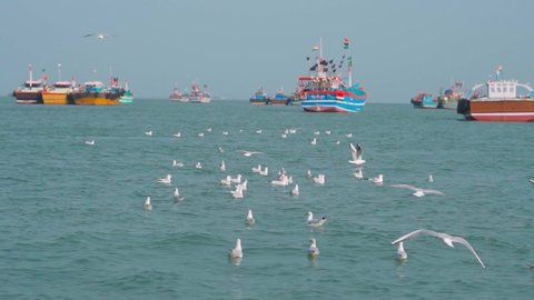 Seagulls floating and flying over ocean and boats on the way to Bet Dwarka island from Okha Port at Arabian sea in Okha, Gujarat, India Stockvideo