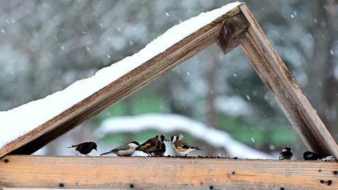 Various birds in the feeder on a snowy day. European goldfinch, Eurasian siskin, European greenfinch, Coal tit, Marsh tit.