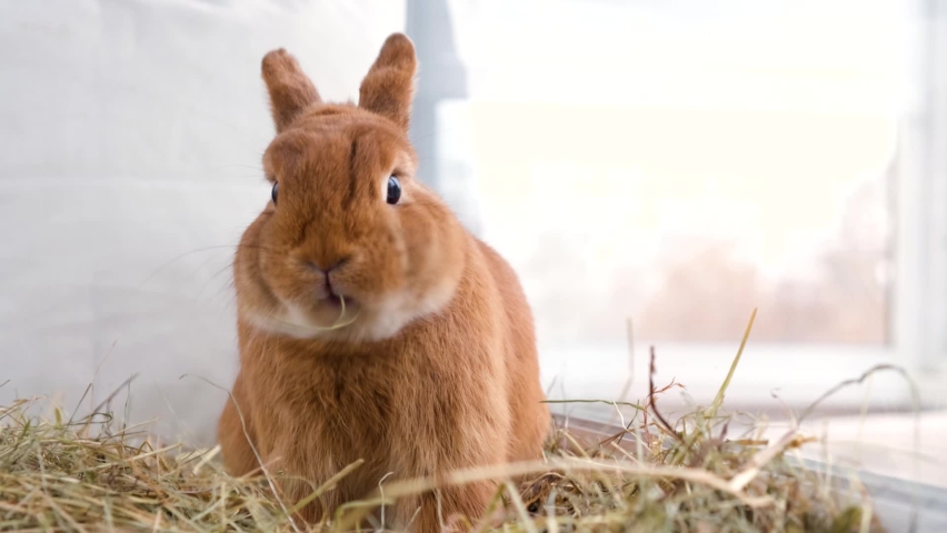 Funny cute red brown bunny eating, chewing hay on light , white background, looking at camera.Adorable pet, domestic animal sitting, having meal.Easter rabbit or rodent at home,indoors  concept Royalty-Free Stock Footage #1086112703