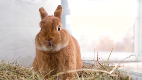 Funny cute red brown bunny eating, chewing hay on light , white background, looking at camera.Adorable pet, domestic animal sitting, having meal.Easter rabbit or rodent at home,indoors  concept