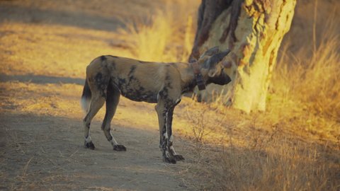 Endangered African painted dog walking in the wild with tracker towards the camera at sunset