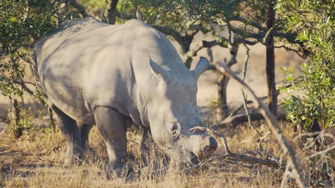 Docile dehorned White Rhino in natural habitat, afternoon African sunlight with red billed oxpeckers on back