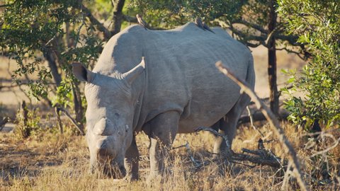 Male Southern White Rhinoceros lifting head in alertness and turning left in natural habitat, oxpeckers on back during sunset safari