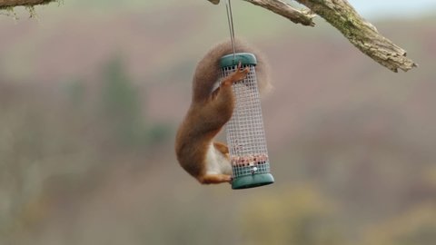 Red Squirrel (Sciurus Vulgaris) eating nuts , Scotland